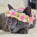 【再販1】猫用 花冠 紫陽花 ver.1