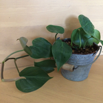 観葉植物☆ハートの葉☆オキシカルジューム☆