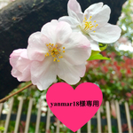 🌸4輪桜のヘアピン🌸