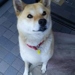 tomaurimama様 専用