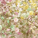 ドライフラワーかすみ草　パステル