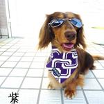 【送料無料】保冷剤３個付き☆クールバンダナ 小型犬用