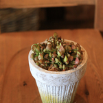 【１点もの】食虫植物サラセニアJ　DECOLAモスポット植え