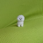 ビションフリーゼ  羊毛フェルト