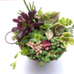 多肉植物★寄せ植え17種