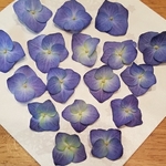 【素材】♡紫陽花♡ ドライフラワー M・L ｻｲｽﾞ