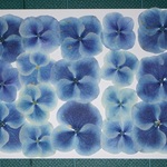 押し花商品【アジサイ】