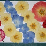 押し花商品【バラとアジサイ】