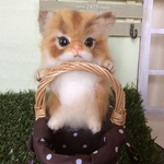 チンチラゴールデン（パピー）