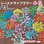 新色入荷  ❁﻿ネイル 押し花 ドライフラワー かすみ草  セット レース 小花 レジン 埋め込み