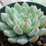 多肉植物　”ブルーエルフ”