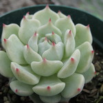 多肉植物　”野ばらの精”