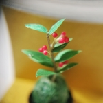苔玉　赤い実　otomenokai ミニチュア