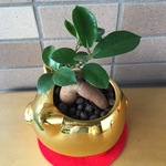 風水に強い金色豚に金運パワーのガジュマルを植えました。