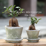当日出荷！観葉植物 [大小セット] オシャレなガジュマル アンティーク調の手作りモスポット鉢・皿付き P02