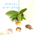 4 コウモリラン ビーチーブラウム苔玉 インテリア観葉植物♡壁掛け♡