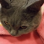 purinori様専用ページ