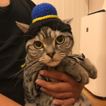 猫用帽子 彦星