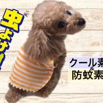 ひんやり！防蚊ぱっちん♪ポンポン（オレンジ）
