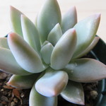 多肉植物　”オパリナ”