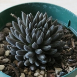 多肉植物　”四馬路(スマロ)”