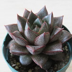 多肉植物　”大和錦”