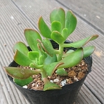 【送料込】宝珠★セダム★多肉★多肉植物★