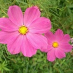 naosada様　専用　マキコノ布ゾウリ  布ぞうり 布草履　ルームシューズ　  