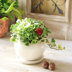 再再販★香るアロマティカの寄せ植え