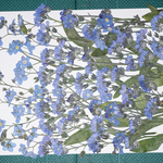 押し花商品【ワスレナグサ】