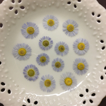 ヒメジオン（(押し花)