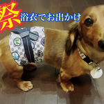 L・LL・3Lサイズ和風浴衣生地マナーベルト《オーダーOK》(ワンちゃんオムツカバー)受注生産の為、柔軟に要望にお応えできます♡
