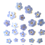 円形ケース付！押し花☆勿忘草/大輪（ミオマルク）20枚/ハンドメイド