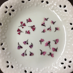 ヒューケラ4種(押し花)