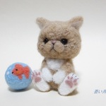 セルカークレックスちゃん（猫）