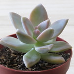多肉植物　グラプトベリア　”パルヴォリバー”