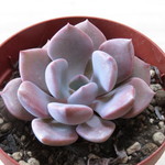 多肉植物　"パープル クィーン"