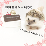 ハリネズミ お誕生日BOX りんご