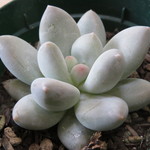 多肉植物　”フレーヌ”