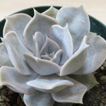 多肉植物　”リラシナ”