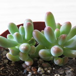 多肉植物　セダム　"恋心"