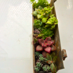 多肉植物★寄せ植え9種★レア入り❗️
