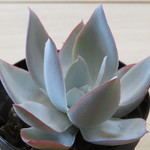 多肉植物　”カンテ”