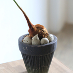 ヒツジシダのブラックモスポット植え