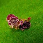 薔薇のイヤーカフ