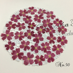 ♡sale♡¥650→¥500 送料無料 バーベナ 30枚 押し花