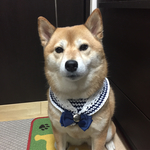 H様専用★★碇付き★マリンバンダナ