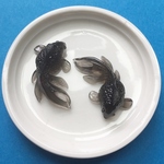 5個セット金魚「黒」 ／型番87－Ｈ