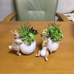 Irumacocoさん専用🎁多肉をどうぞ🍀うさぎさんセット🐰