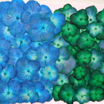 ★　あじさい　はなびら、背景などに２　押花素材　★
